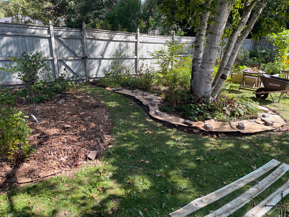 Expanding my birch tree garden.