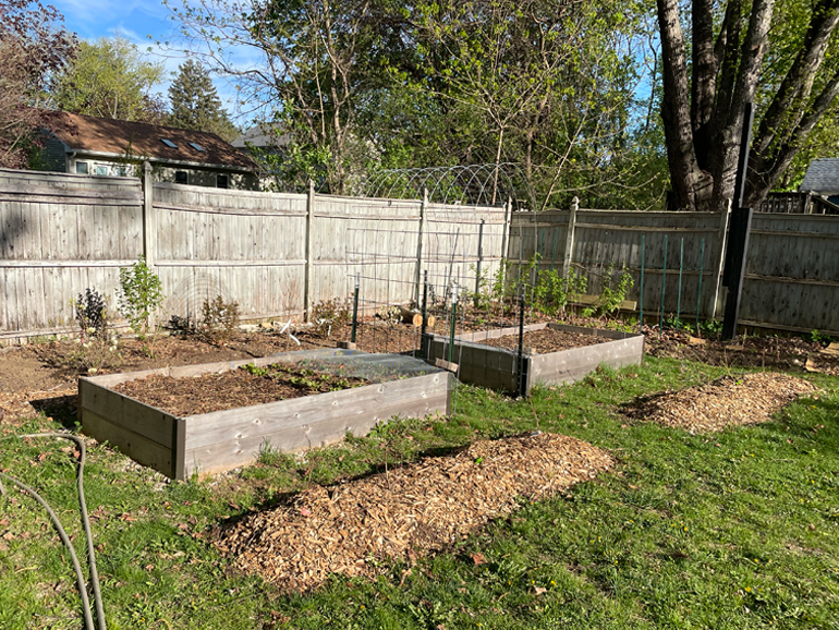 Transplanted blueberries