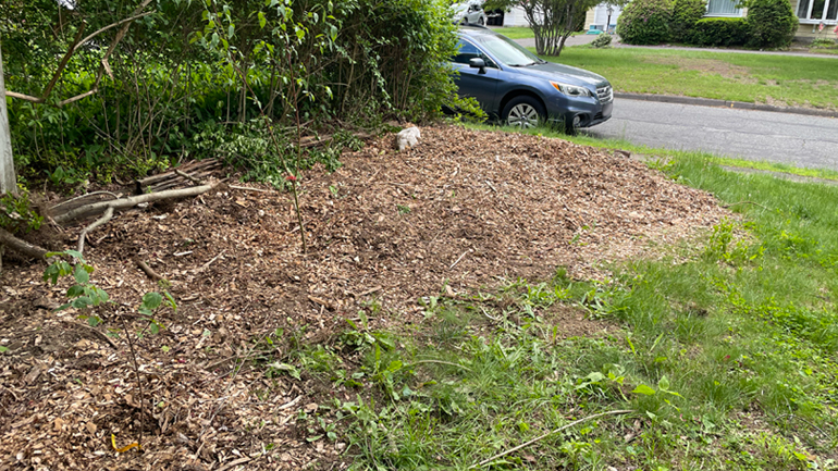 Front side border, newly-laid arborist chips.