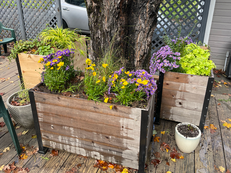 New cedar planters on deck