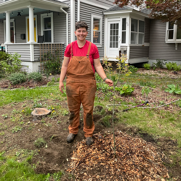 Newly-planted Autumn Brilliance