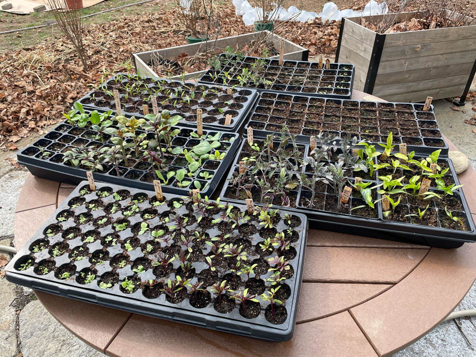 Trays of seedlings