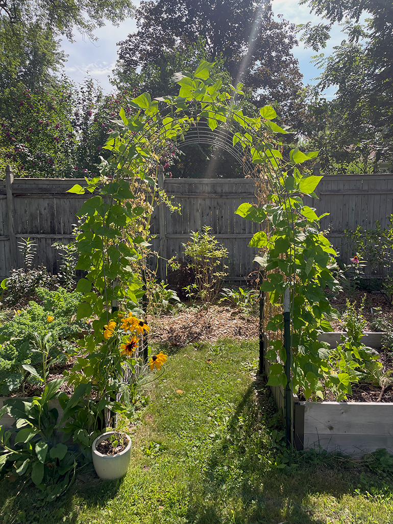 Trellis filled in with rattlesnake pole bean