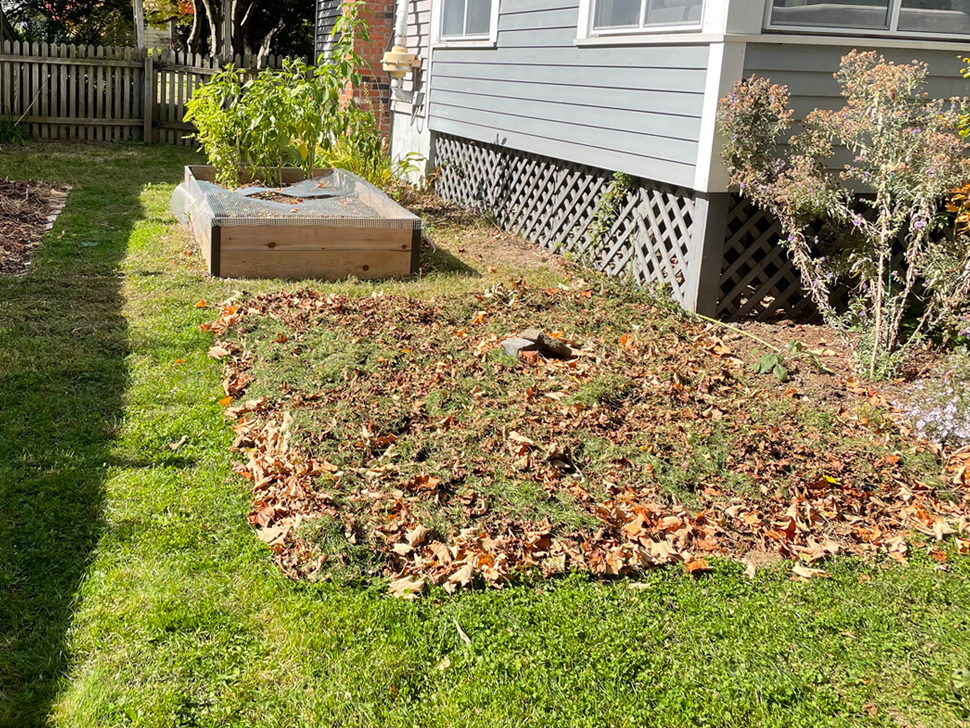 Starting my lasagna garden in October 2022 with cardboard, leaves, and grass clippings.