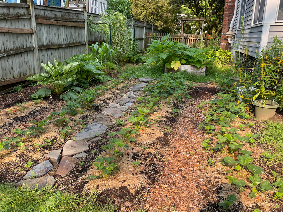 The strawberry patch in July 2023. If you look closely, you can see that the plants at the back of the bed, in the oldest lasagna section, are growing more densely than the plants near the front.