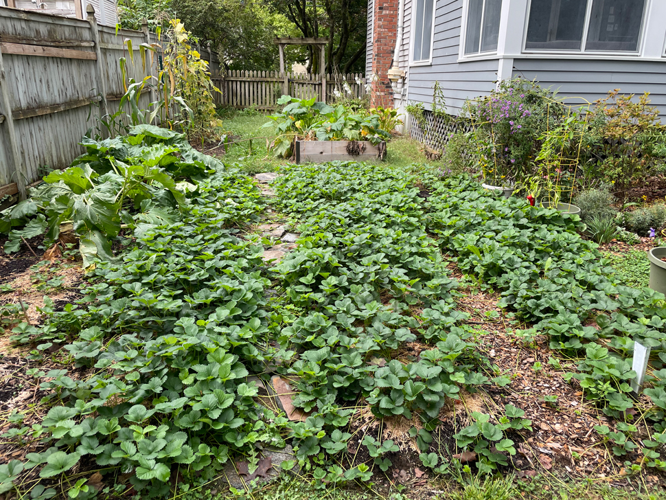 The strawberry patch at the end of its first season in September 2023. Even the newest lasagna section is growing very well by now.