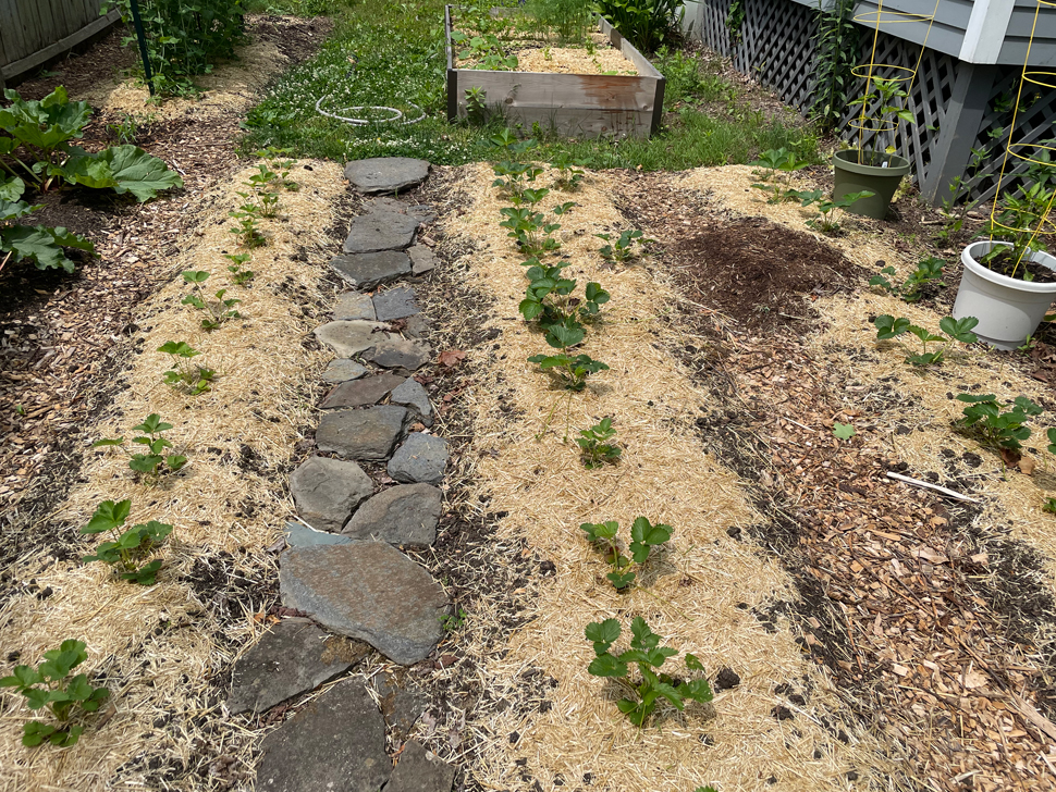 The strawberry patch in June 2023, after applying straw mulch.