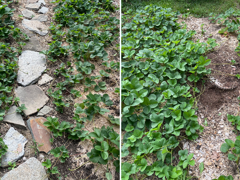 A closeup of the density of the strawberry plants in August 2023. The plants on the left were planted on the newest lasagna garden section and are still noticably less dense than the plants on the right, which were planted on the oldest lasagna garden section.