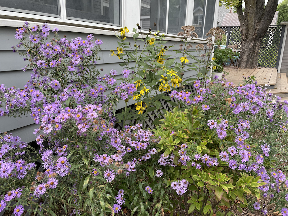 A late-summer bloom combination: New England asters, cut-leaf coneflowers, and Joe Pye weed