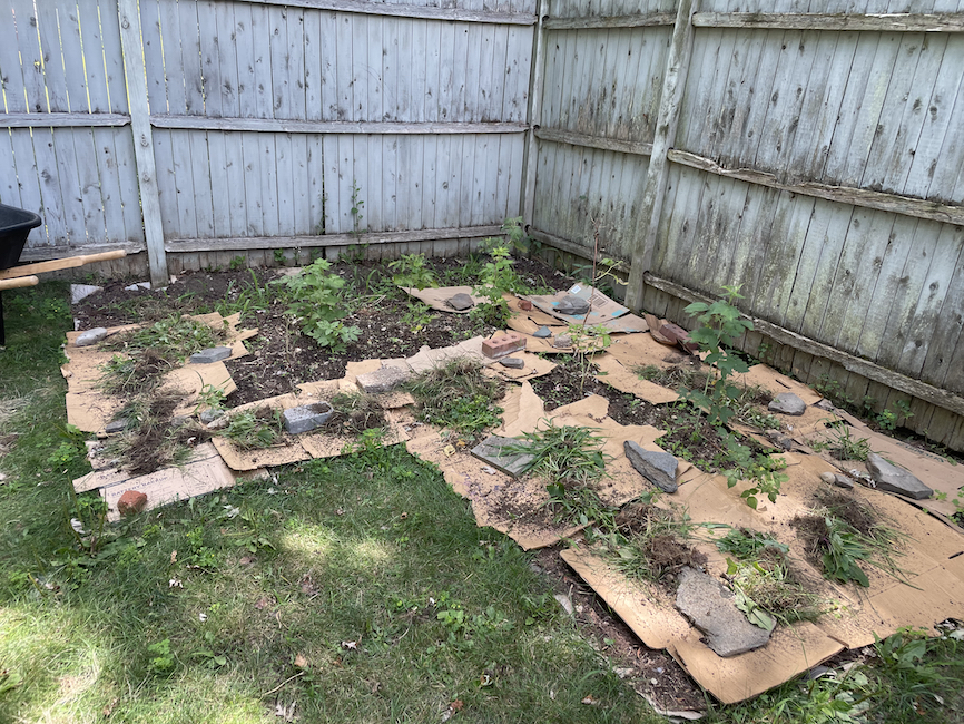 Lasagna garden raspberry bed in-progress.