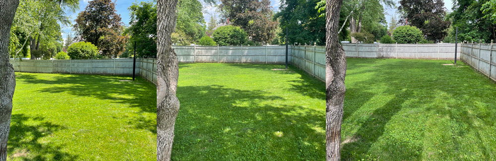 Three images showing the changing sunlight in one corner of our yard.