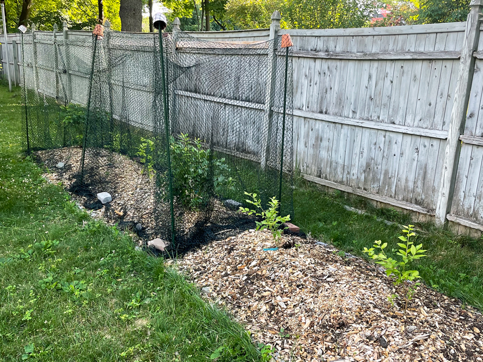 Blueberries with netting.