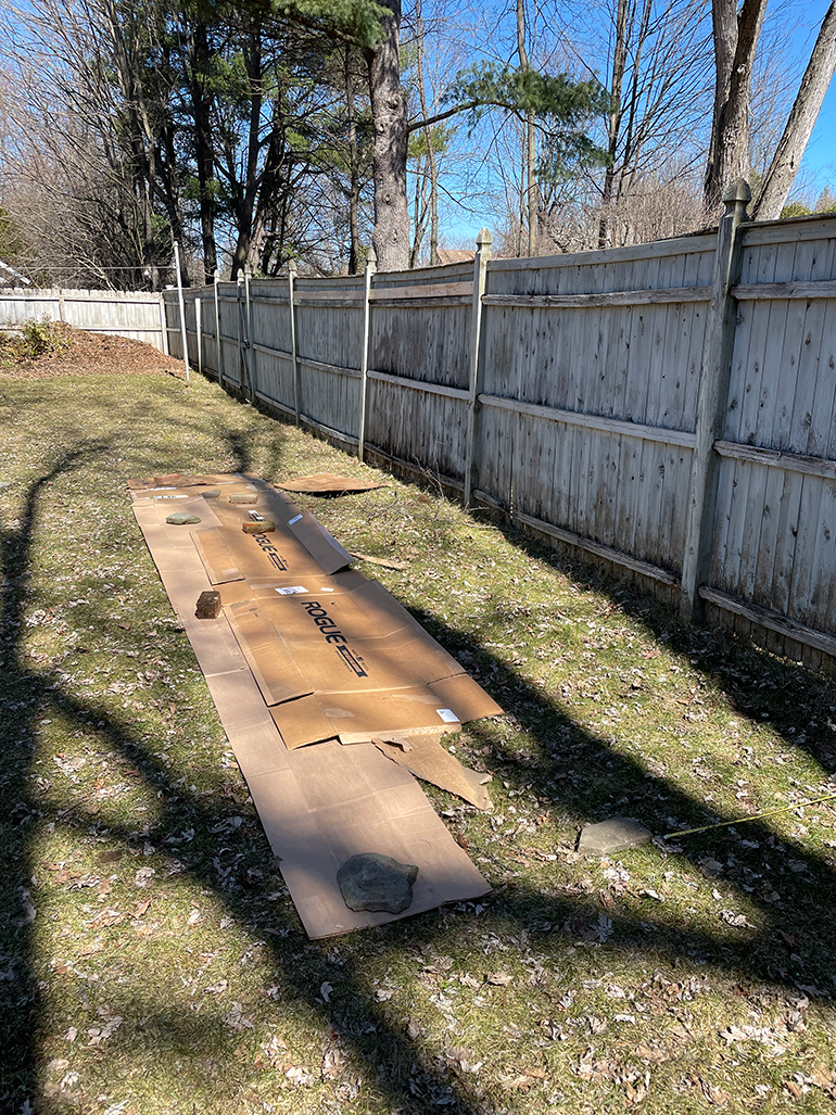 Laying down cardboard for the start of the blueberry bed.