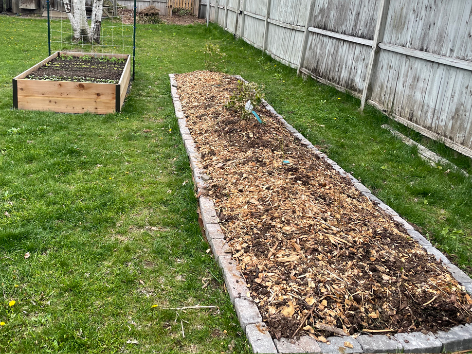 Newly planted blueberries.