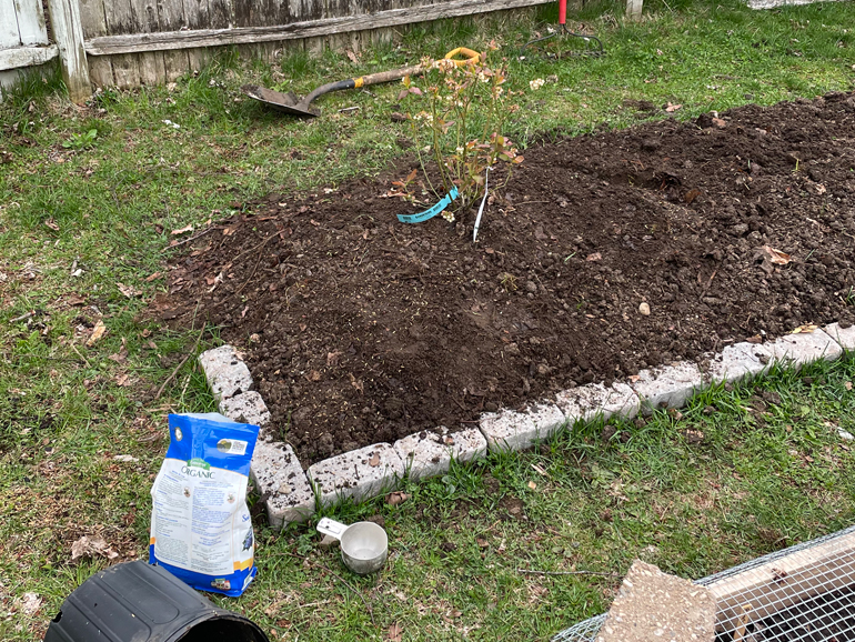 Planting the blueberries and amending the soil with elemental sulfur.