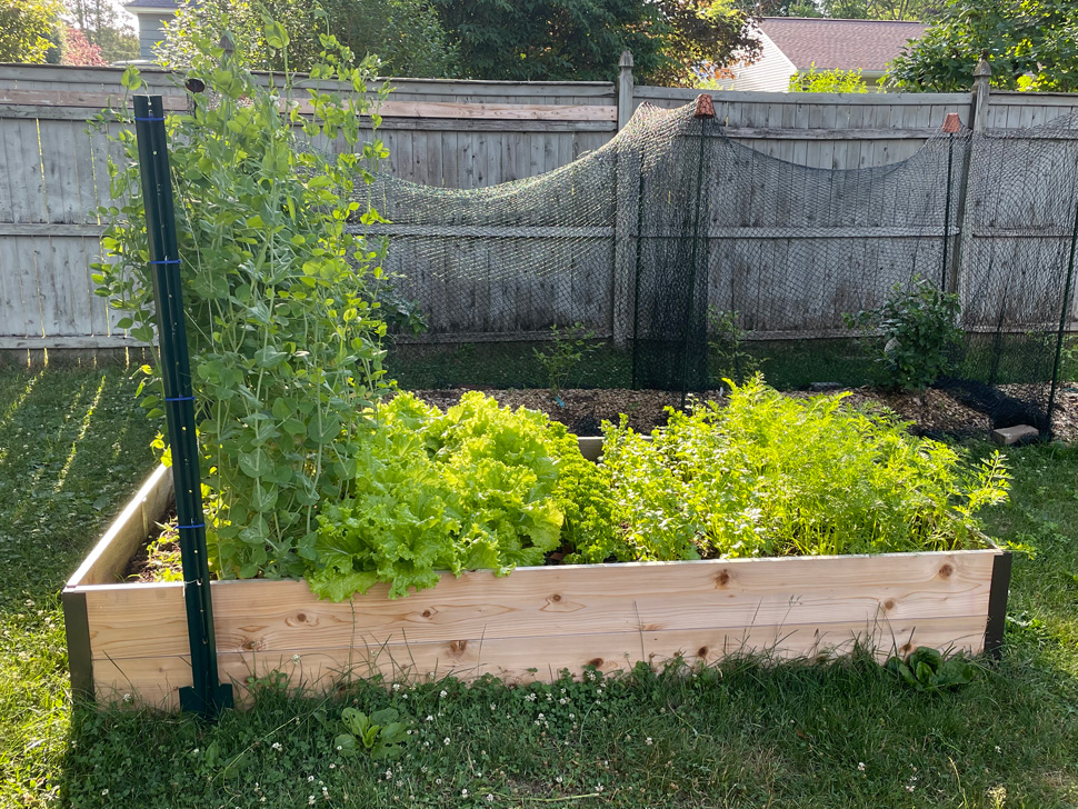 A raised bed with flourishing plants, grown from seed.