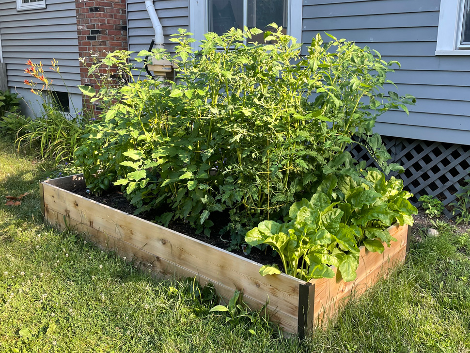 A raised bed with flourishing plants, grown from seedlings.