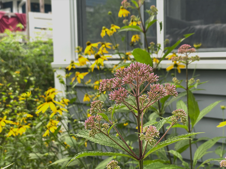 Detail of the sunporch bed in bloom in late July 2023, with Joe Pye weed and cutleaf coneflower blooming.