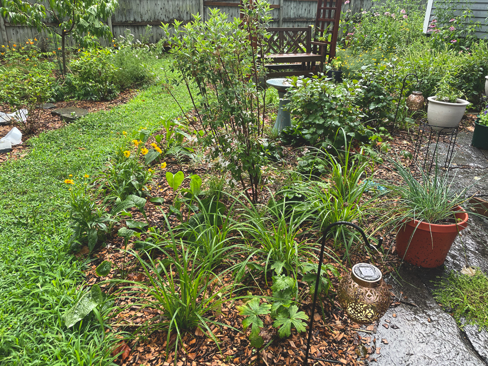 The bur sedge is the grass-like plant in the front of the bed here, on a wet day in mid-July. The coreopsis is the yellow blooming flower.