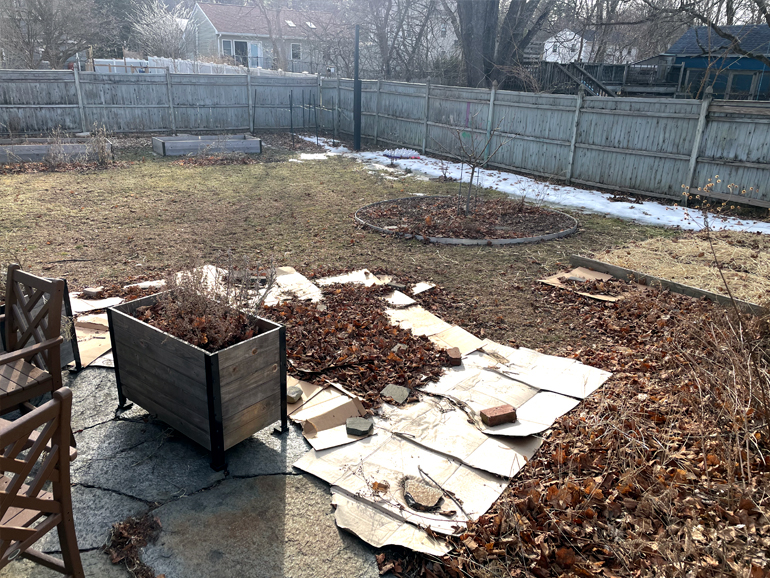 Early spring 2025, the cardboard has survived the winter.