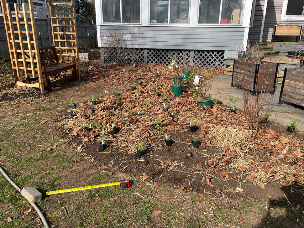 Starting to plant small starts in the patio bed.