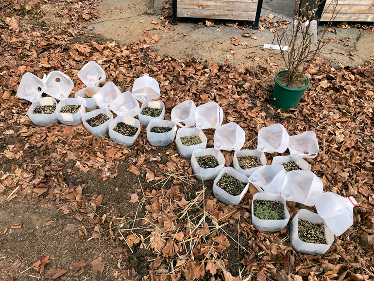 Winter sowing in milk jugs