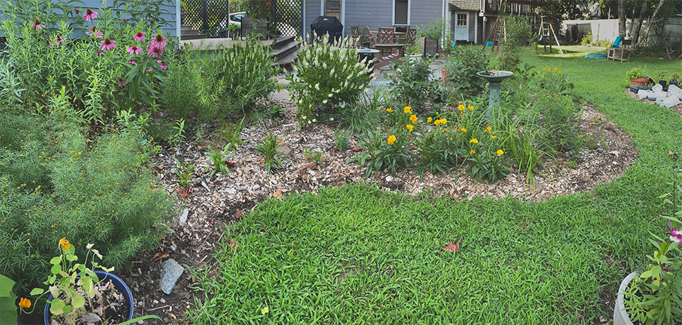 The bur sedge is the grass-like plant in the front of the bed here, on a wet day in mid-July. The coreopsis is the yellow blooming flower.